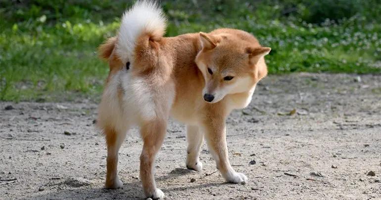 狗狗的肛门腺有什么用，需要挤吗？