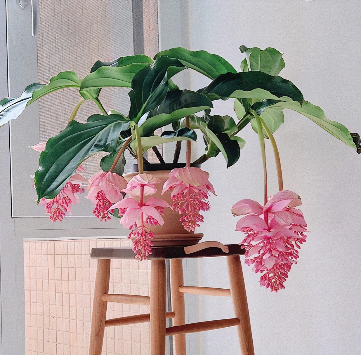 好养的贵族花,4种花便宜好养又漂亮