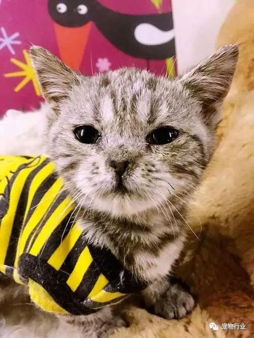 猫的传染病都有哪几种病症,猫咪为什么会传染严重的猫疾病