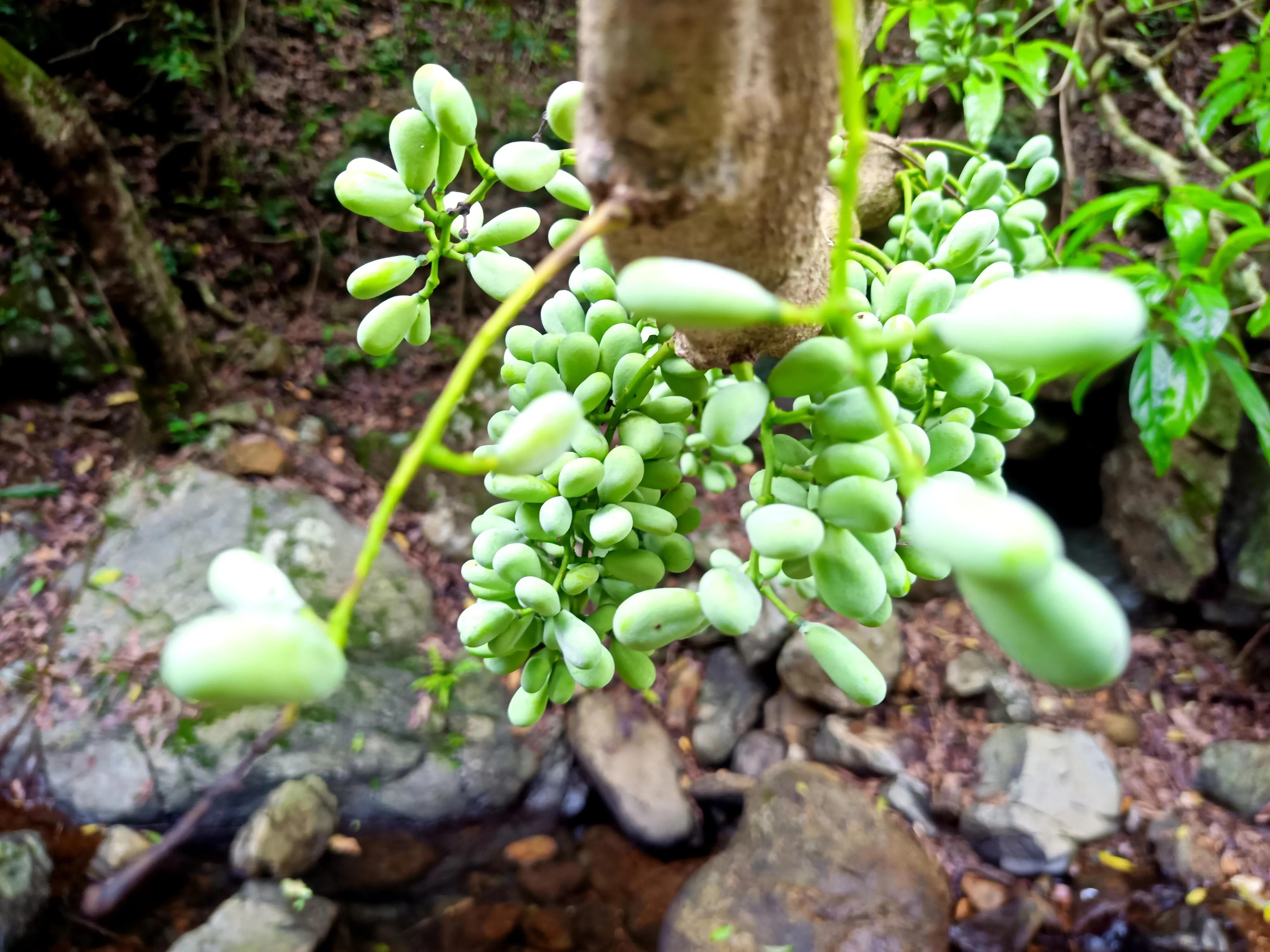 情人谷深圳,深圳情人谷绝情谷