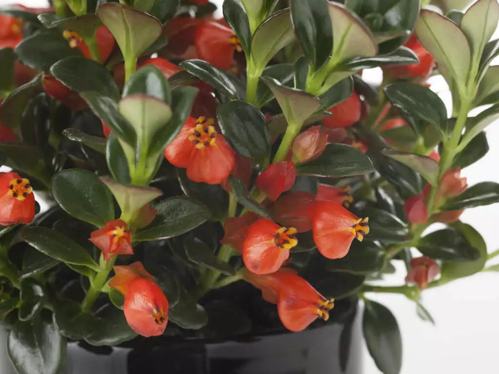 金鱼吊兰开出来的花图片,开花像金鱼一样的吊兰