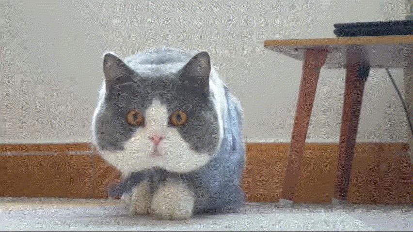 宠物常见疾病治疗及症状图片介绍,铲屎官请注意宠物冬季高发疾病