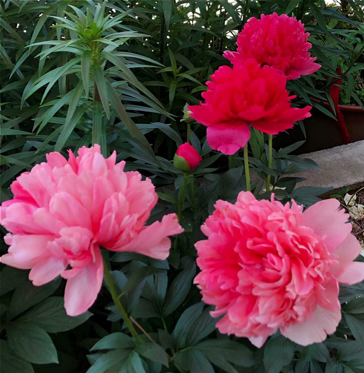 十月适合养什么花,十月现在季节养什么花不怕冷