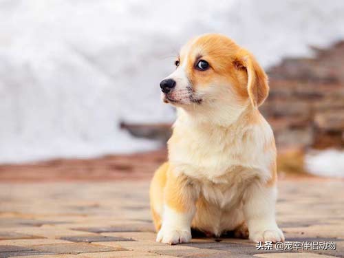 花露水可以给狗狗用吗,狗狗最讨厌的花露水