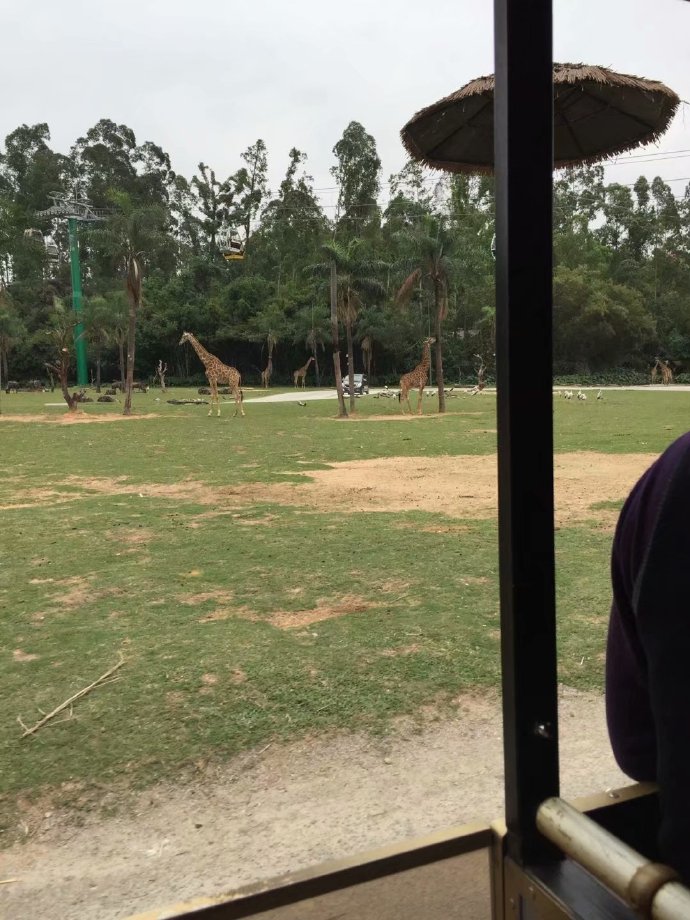 长隆野生动物园旅游攻略带娃,广州长隆动物园适合亲子游