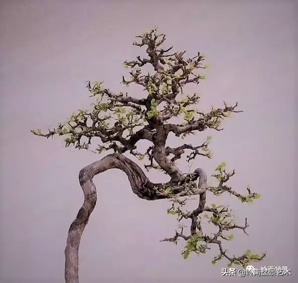 盆景结顶的形式,最好的盆景结顶方法