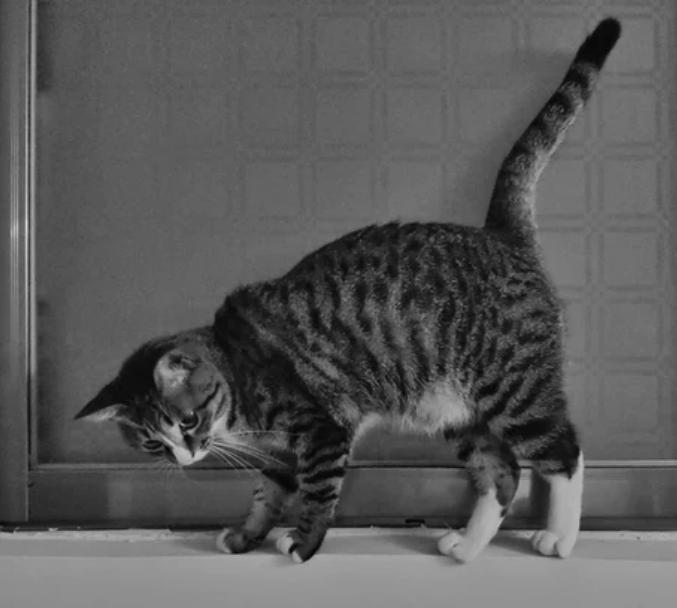 为什么要养猫因为孤独,为什么那么多人都喜欢养猫