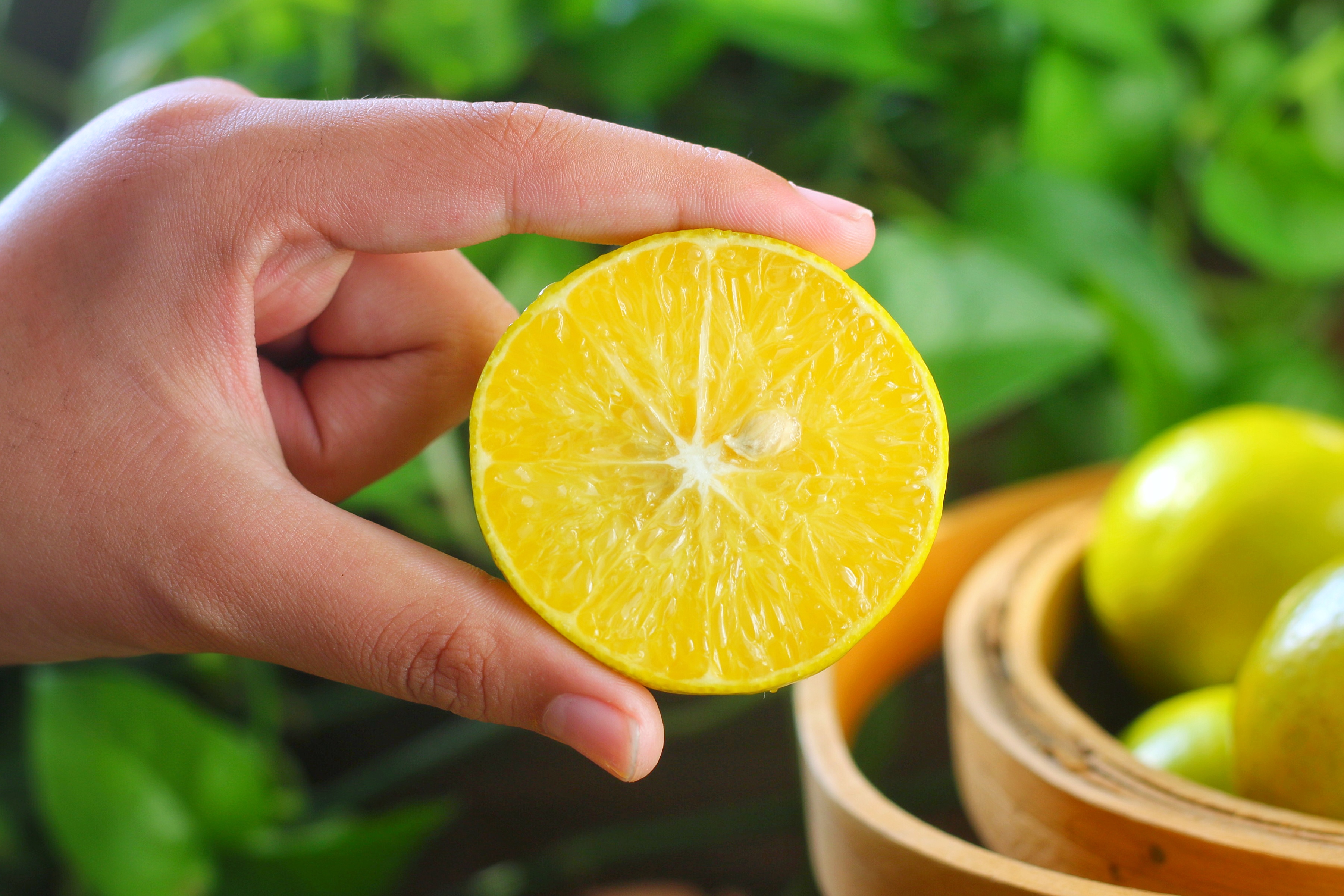 皇帝柑口感最好的时间,新鲜的皇帝柑是怎样的