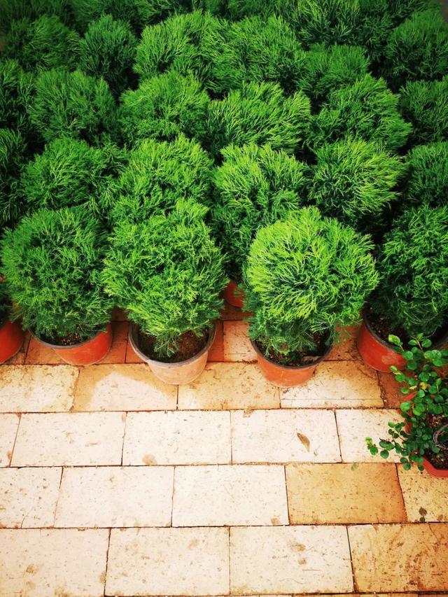 西安三桥附近哪里有花卉市场,西安北二环大明宫花卉市场地址