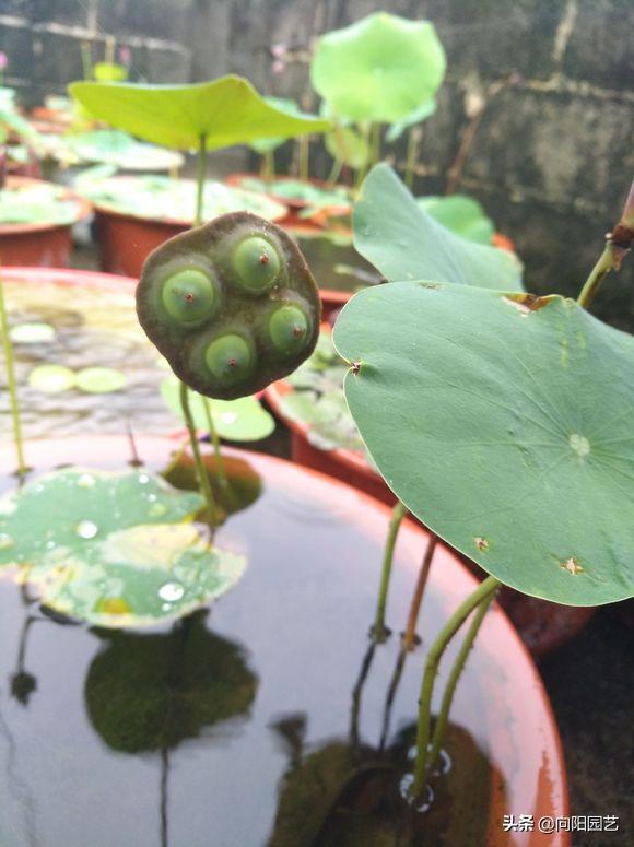 莲子长成荷花过程,一盆莲花种几颗莲子