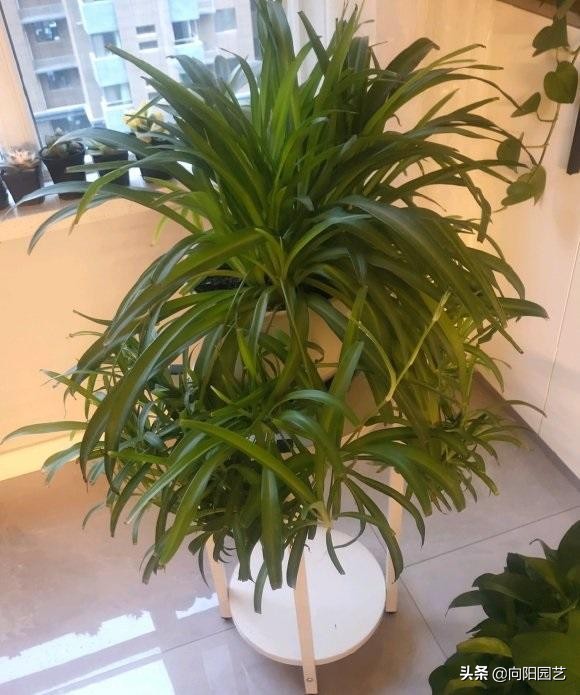 什么绿植能净化空气和除尘,净化室内空气的十款绿植