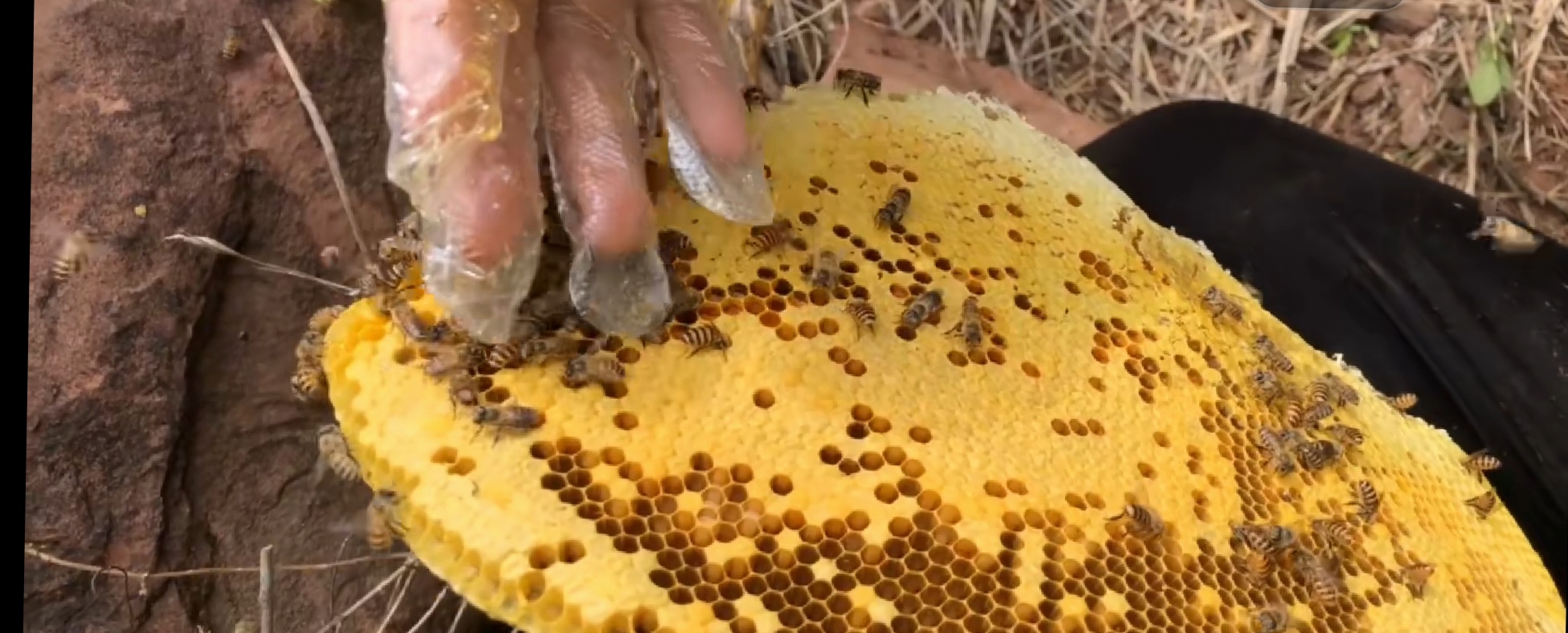 摘野生蜂窝吃蜜,荒山野岭野生蜂窝