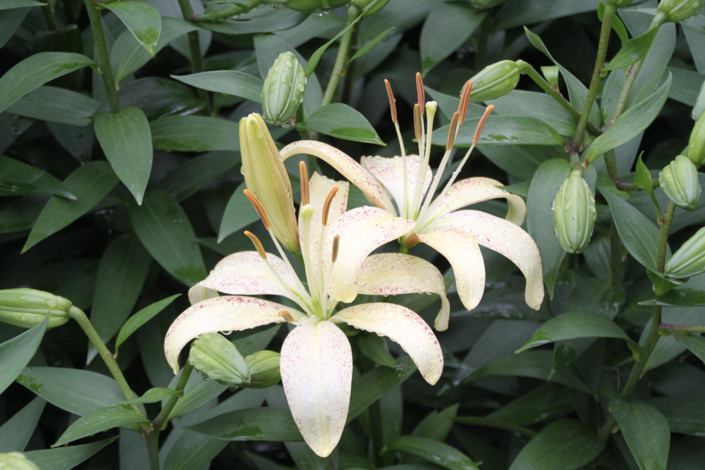 百合病有什么危害和症状图片大全,百合病害如何治疗好得快一点