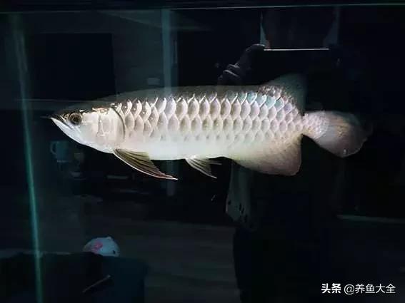 希望有着跟我一样折腾的鱼友,保持初心去对待自己的爱鱼