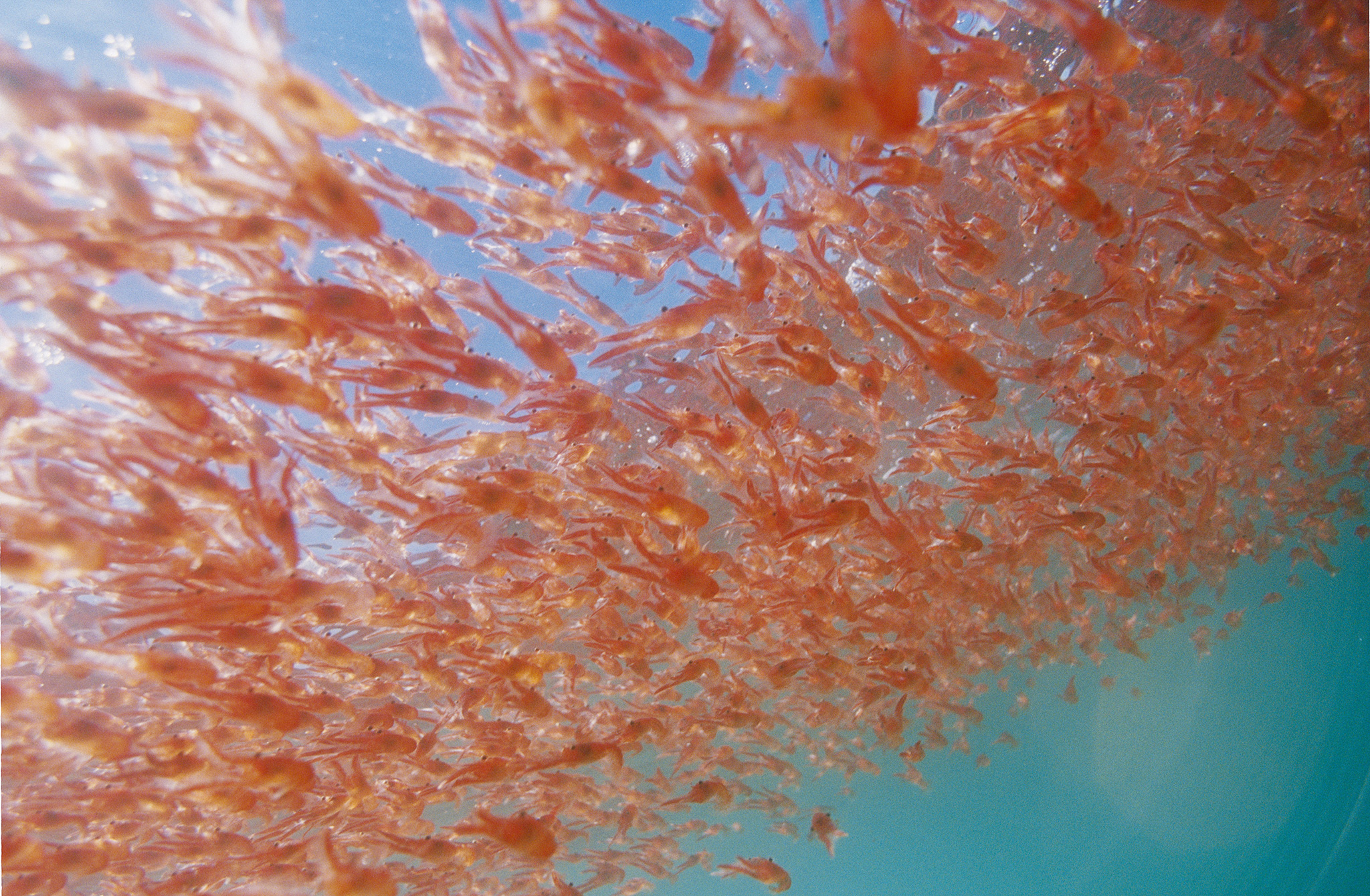 南极磷虾储量50亿是怎么算出来的,南极磷虾金矿最新消息