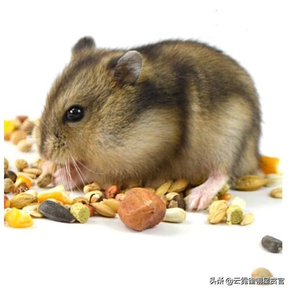 新手最推荐的仓鼠是什么,仓鼠类型推荐
