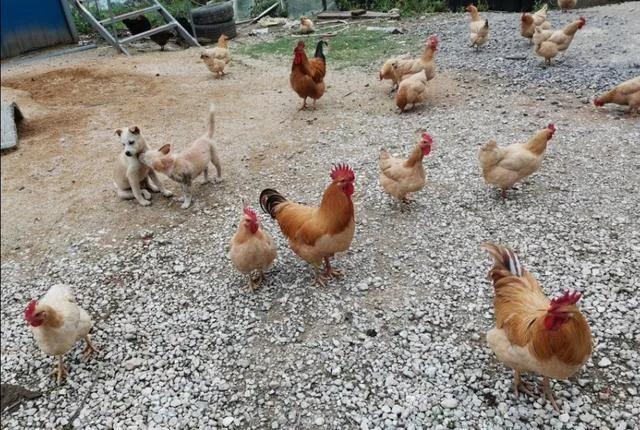 农村6070年代农民的生活习性,真正的六十年代辛勤农民生活