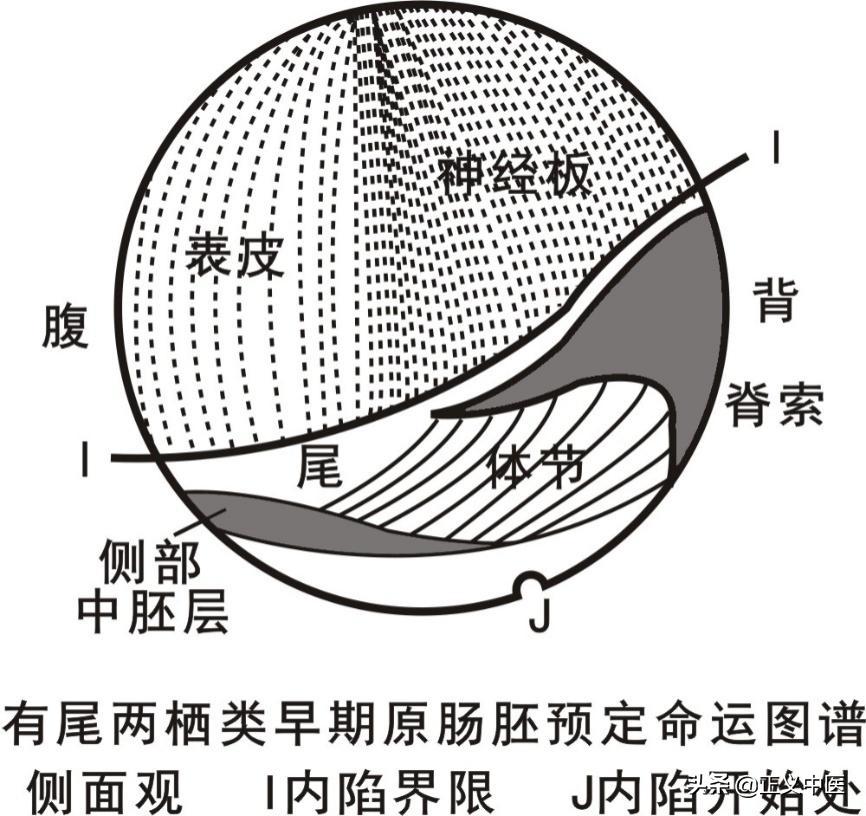 脾主要的细胞分布,脾主要的细胞