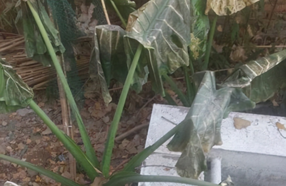 22种花耐旱耐热,天冷种花要注意什么