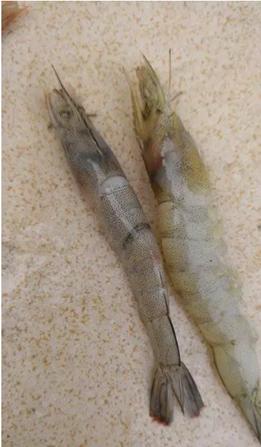 对虾养殖如何自己测弧菌,对虾水产养殖不花钱小妙招