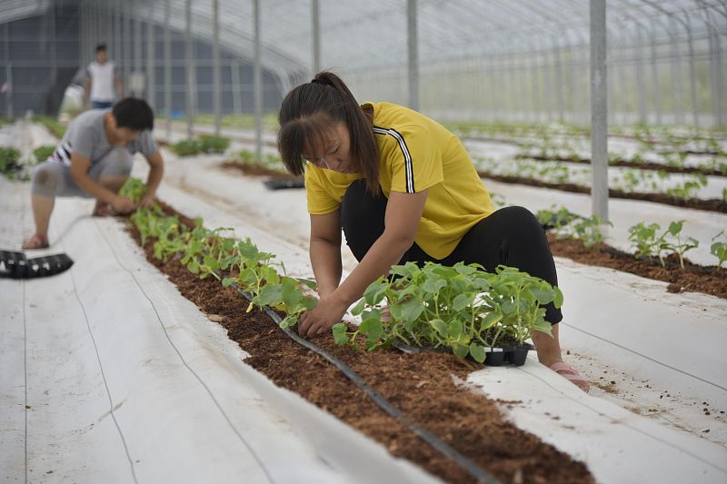 香瓜如何种植才高产,香瓜简单种法