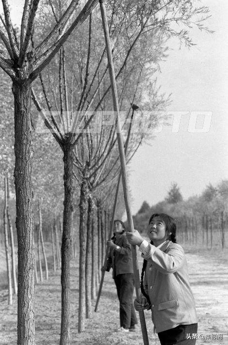 榆林市镇川镇老照片 (榆林市卫校老照片)