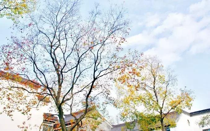 南京的秋天浪漫吗,一起去看南京最美的秋天