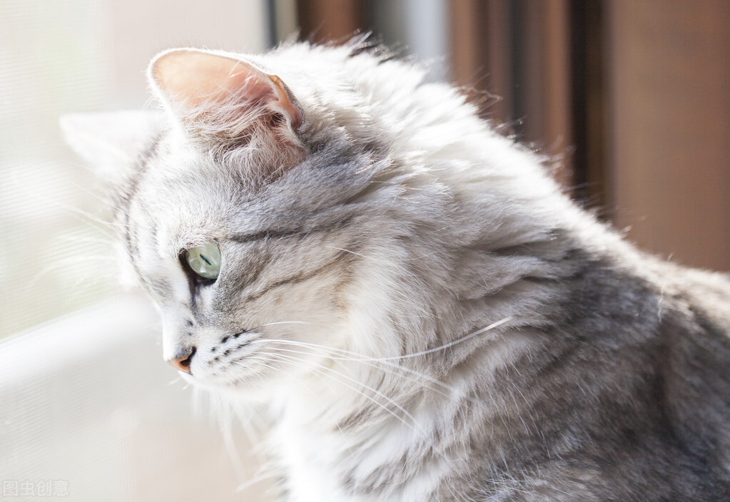 宠物吞异物取出,宠物吞入异物如何急救