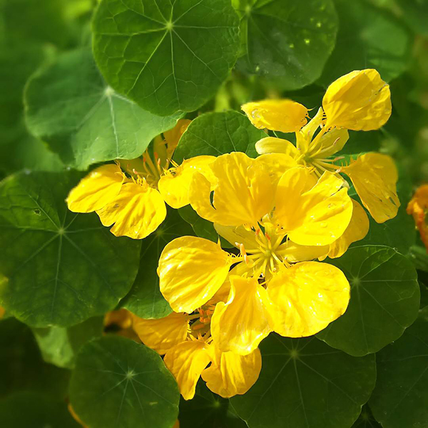 春天开放的十种花介绍,冬季里开花的15种花卉