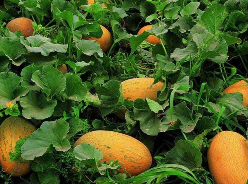 百种味道的果子,百种果实图片