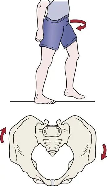 骨盆旋转训练动作,改善骨盆回旋纠正体态