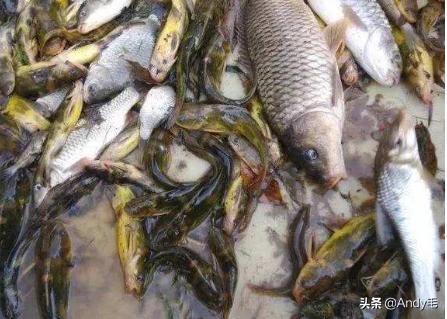 刺少鲜美的鱼,什么鱼营养不比甲鱼差