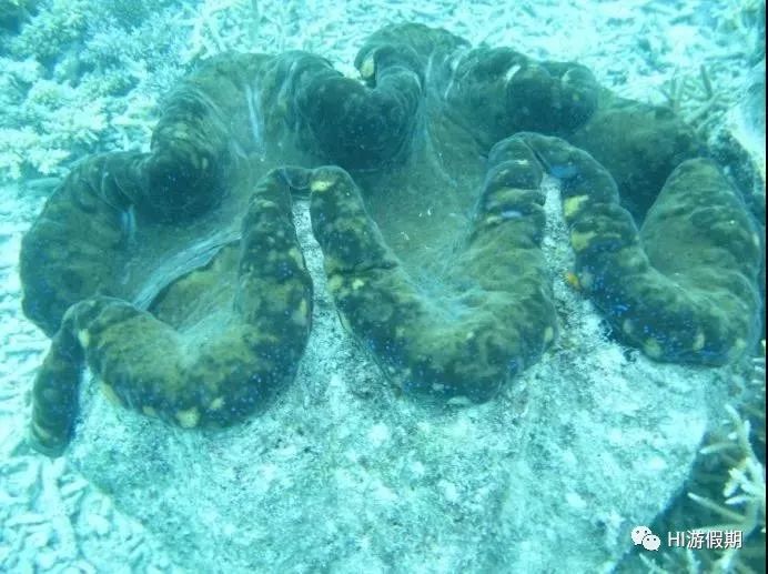 帕劳蓝洞潜水美人鱼,蓝色大海里的帕劳