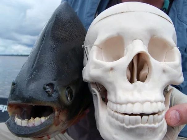 不忍直视世界罕见的十大变异动物,不忍直视世界罕见的十大动物