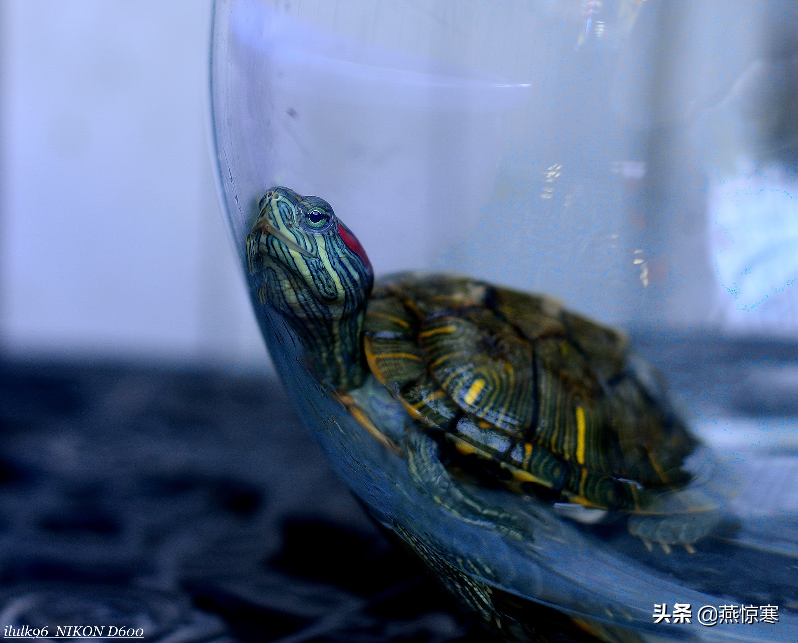 尼康单反有哪些经典镜头,尼康十大经典相机与镜头