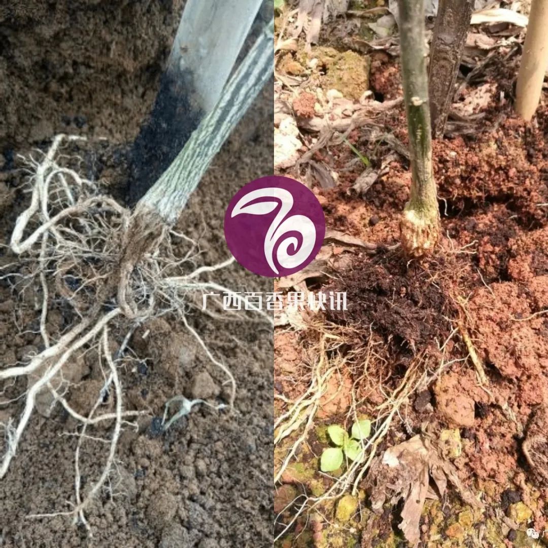 百香果容易得什么病害,百香果容易坏怎么办