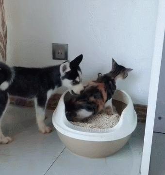 猫狗必备的药,收藏必备药品