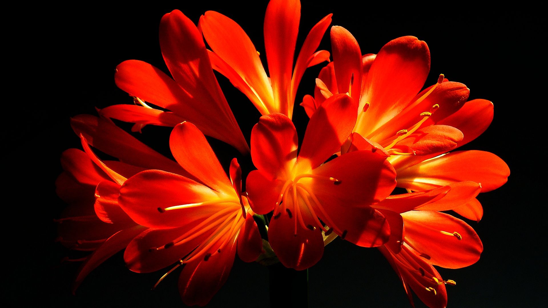 怎样用柳树水来给君子兰生根杀菌,柳枝泡水浇君子兰的方法