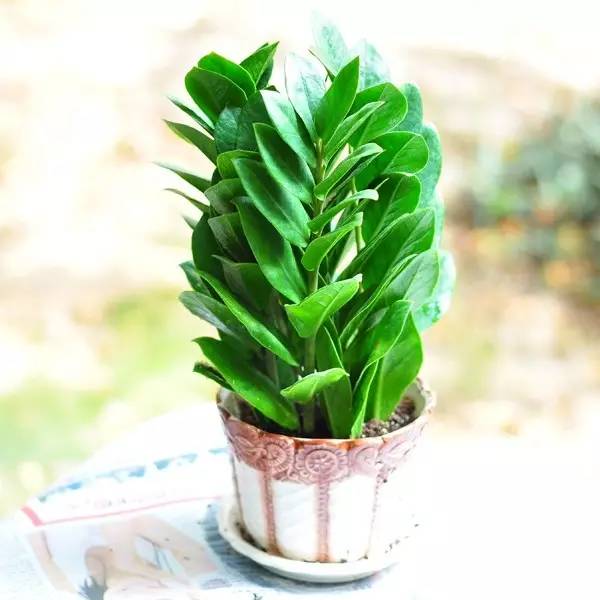 养花新手老养死花,献给那些总把花养死的人