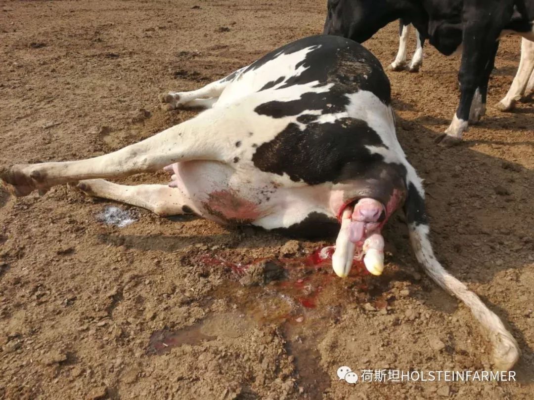 万头牧场产房工作心得分享