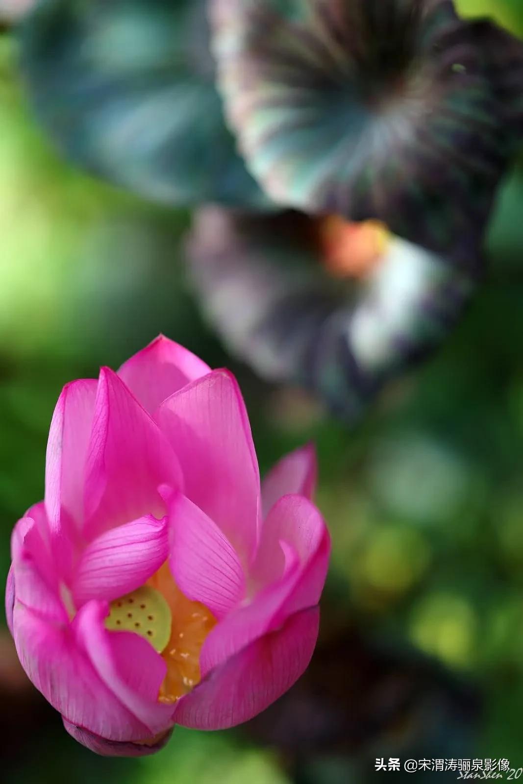 令人振奋的宾得HDPENTAXDFA*85mmF/1.4EDSDMAW