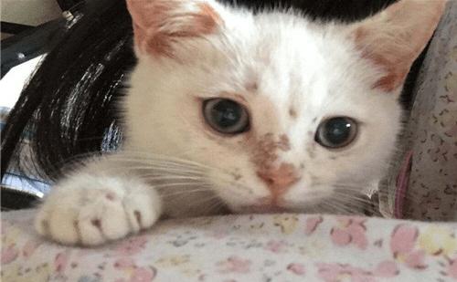 养宠小知识猫癣怎么治好得快,小猫脸上都是猫癣怎么办