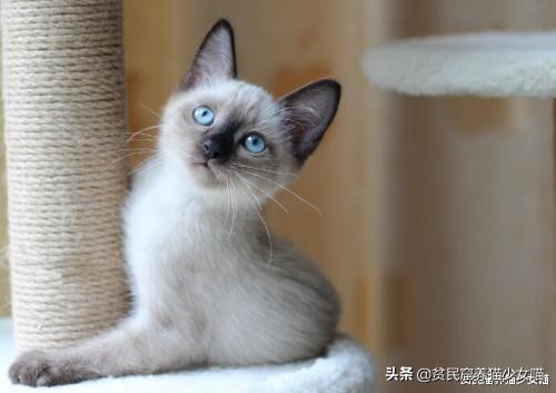 猫中之狗?挖煤的?温变猫咪?揭秘你不知道的暹罗猫