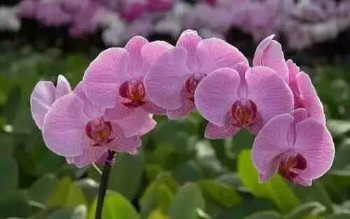 以桂花为市花的城市有哪些,中国每个城市的市花是什么