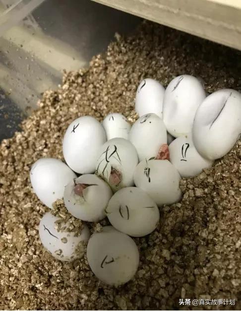 为什么有人会拿蛇蜥蜴蜘蛛当宠物,爬虫宠物蛇大型