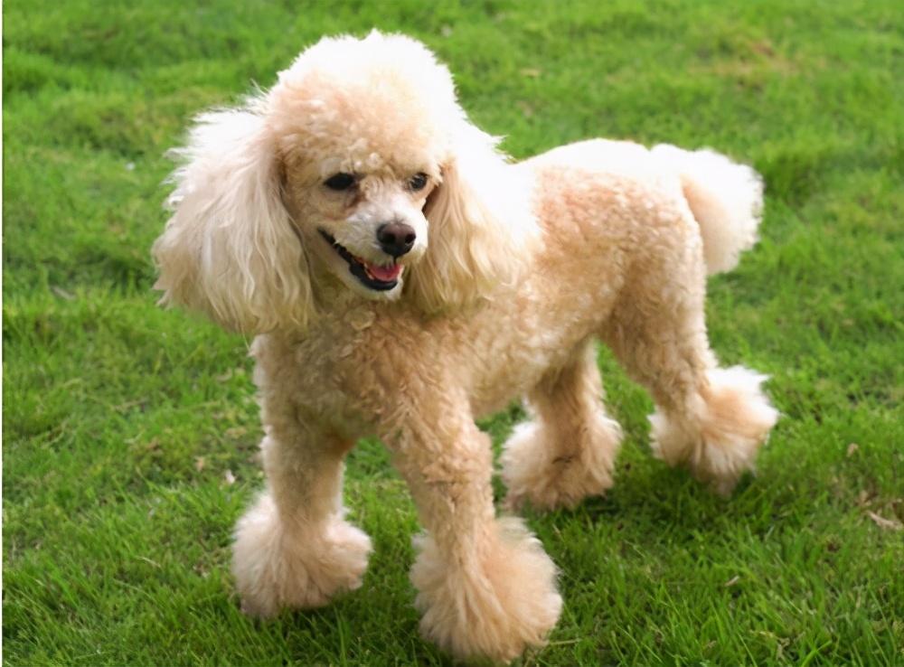 什么狗最好养又便宜不咬人,适合男生养的狗又便宜又好养