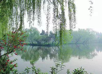 100种花的英文和花语是什么,100种花的花语以及送花礼仪分享