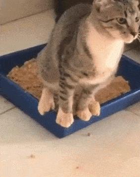 养猫咪可以降低多种疾病的发病率,听说养猫咪久了会有这9种病