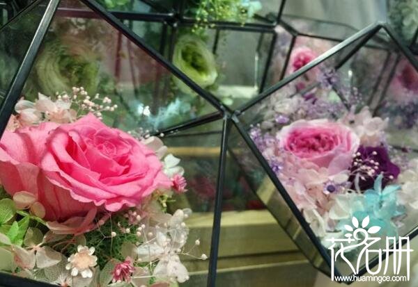 永生花有哪些,永生花是通过什么工艺永远不凋谢