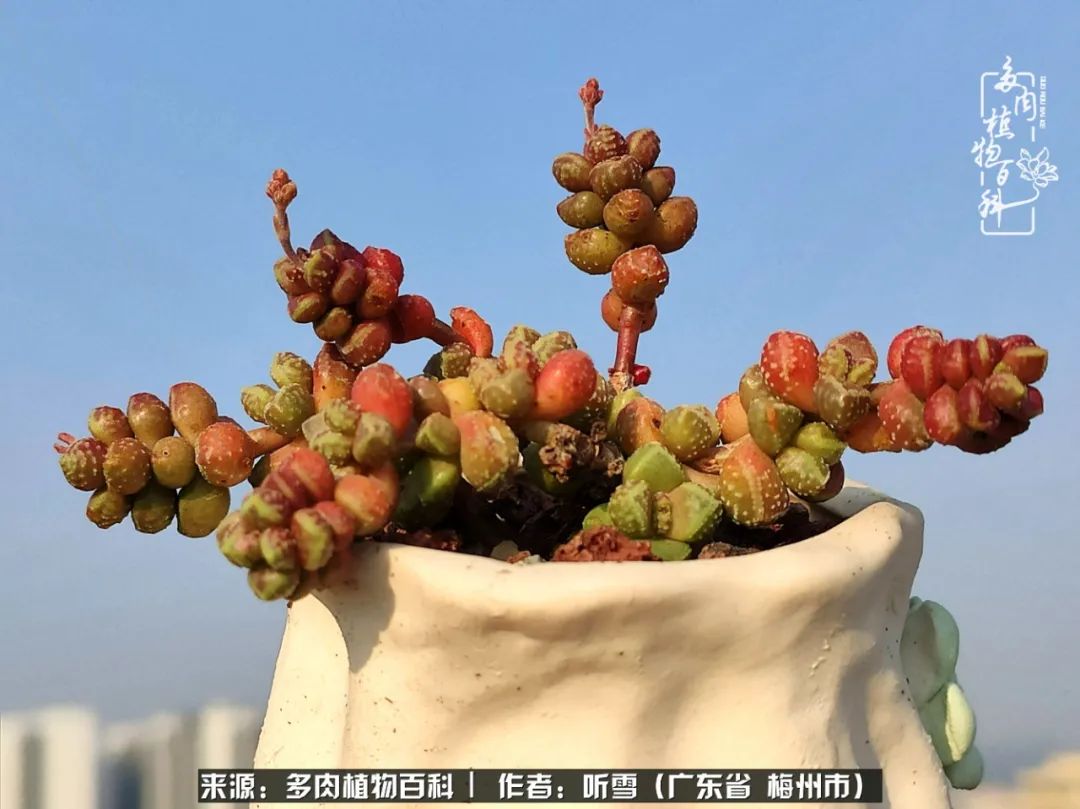 爱上多肉精致生活,爱上多肉我们的减压法宝